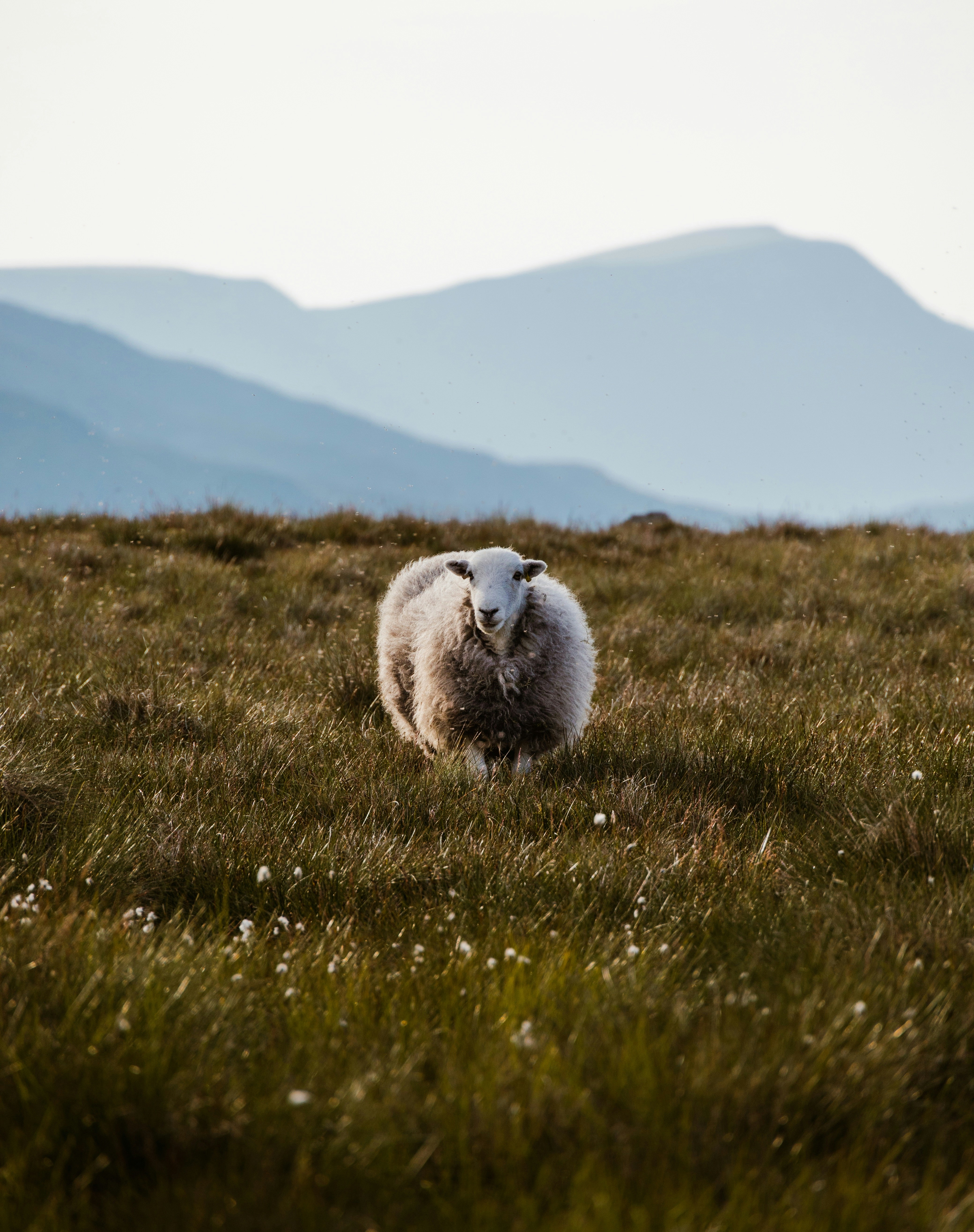 moutons blancs sur un champ d’herbe verte pendant la journée