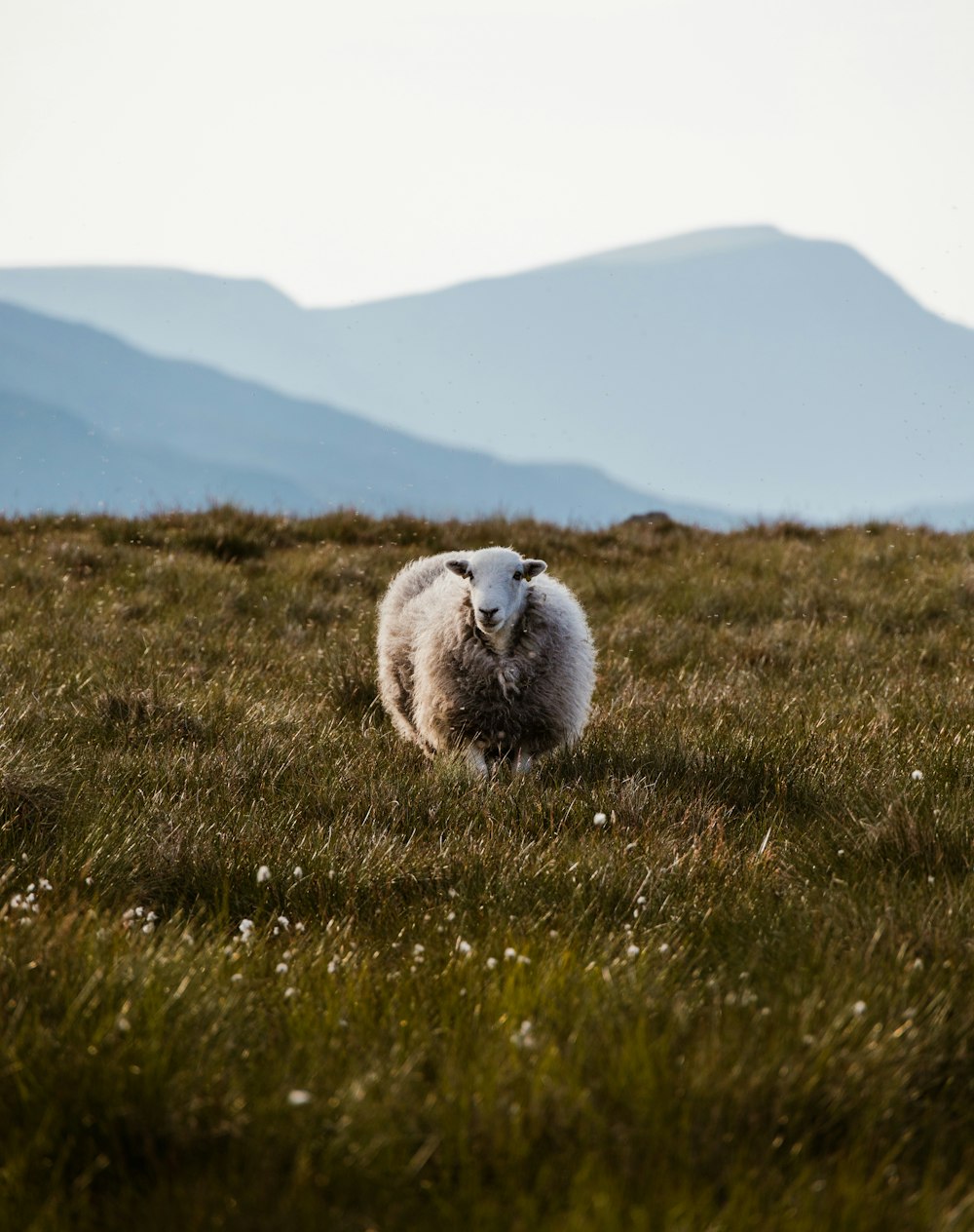 white sheep on green grass field during daytime