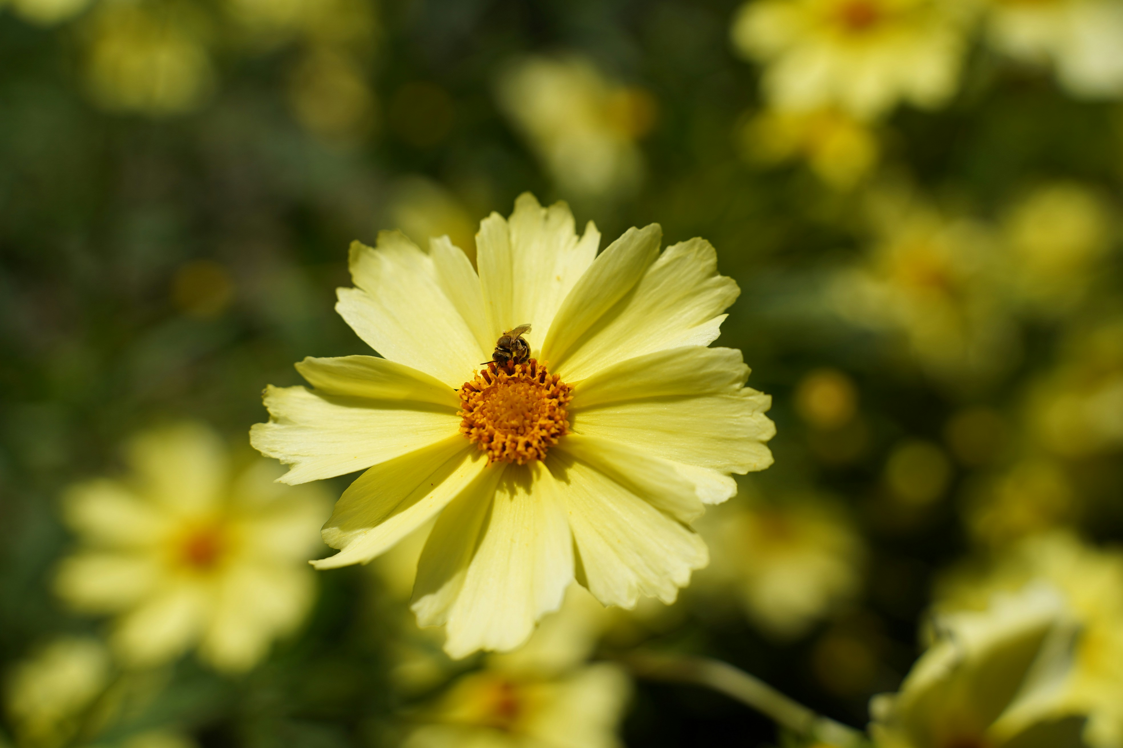 Photo by sebbistrauch