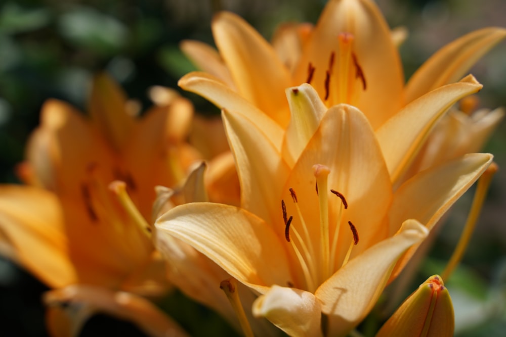 yellow flower in macro shot