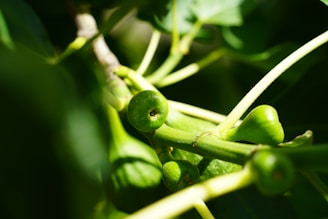 A close-up view of unripe green figs growing on a branch, surrounded by lush green leaves. The sunlight casts bright highlights on the leaves and figs, creating a vibrant and fresh atmosphere.