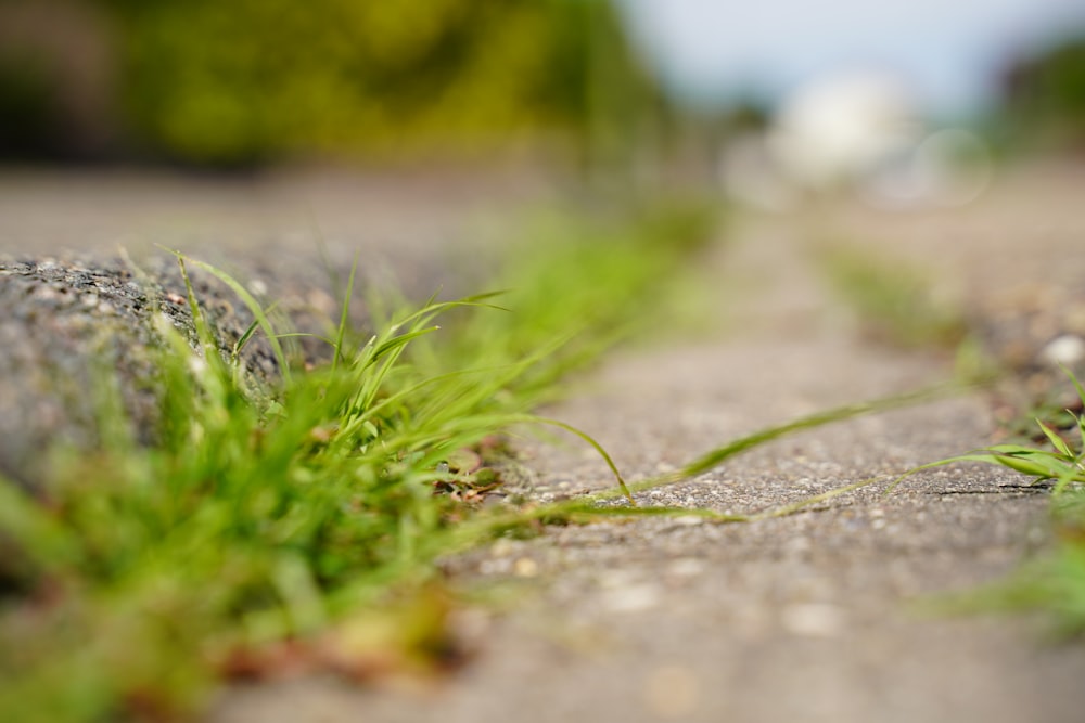 green grass on gray concrete road