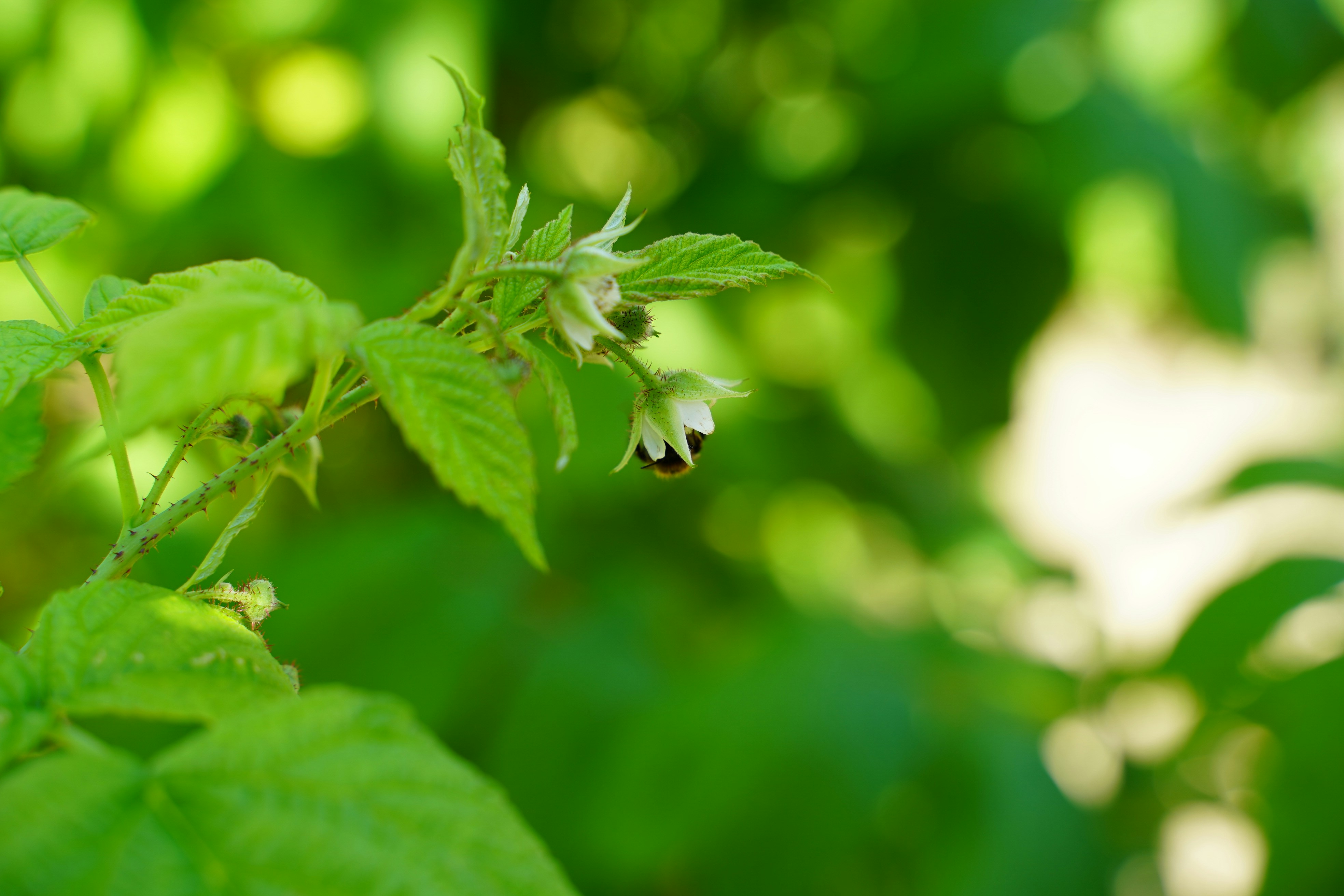 Photo by sebbistrauch