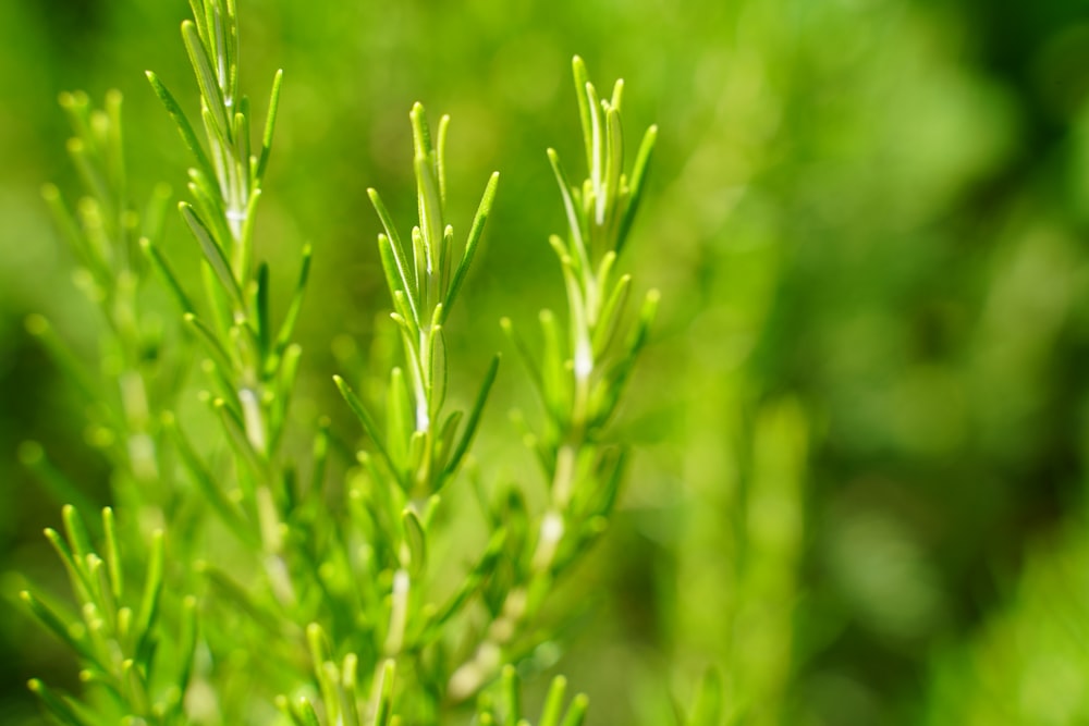 Hierba verde en la fotografía de primer plano