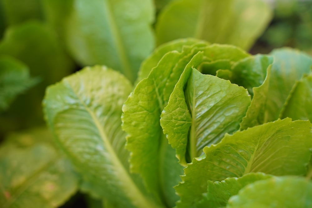 green leaf plant in close up photography