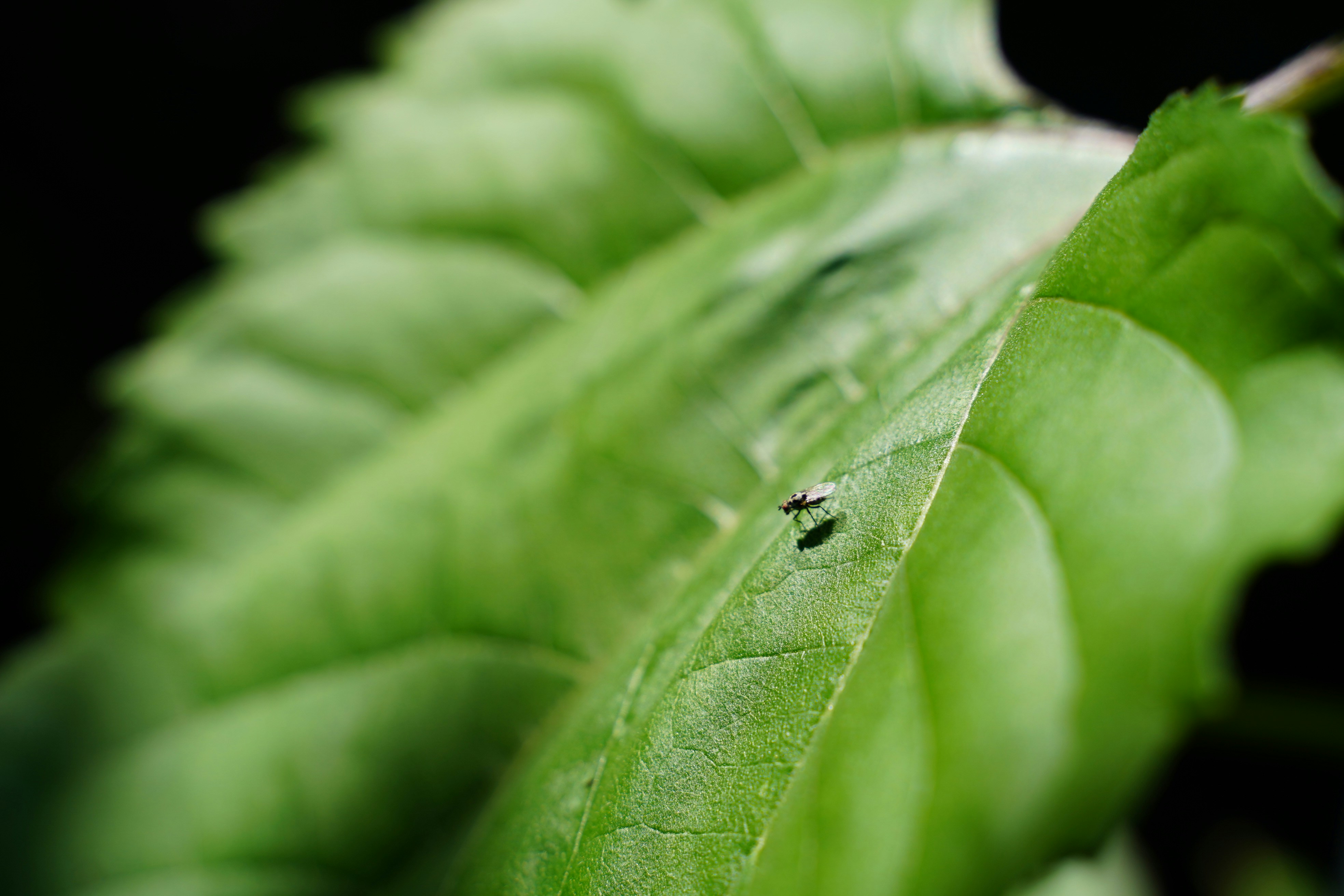 Photo by sebbistrauch