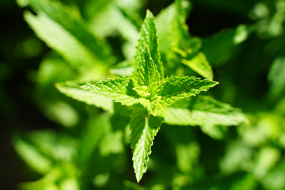 green leaf in macro lens