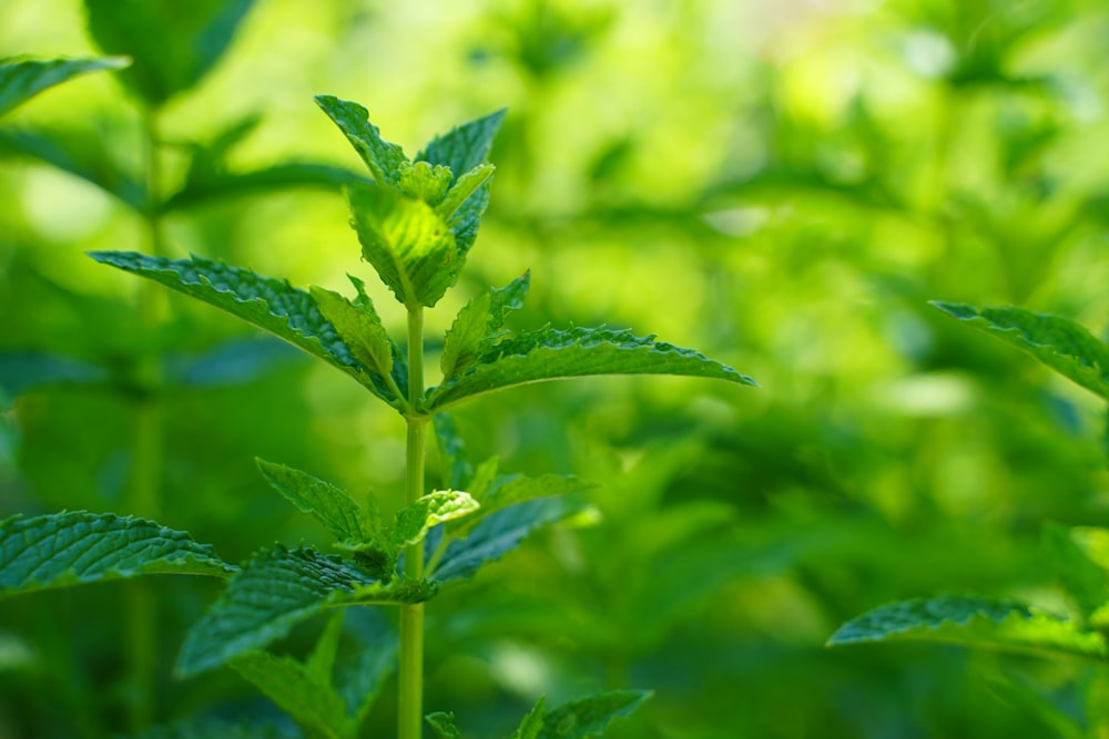 green leaf plant in close up photography