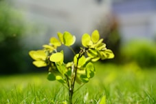 yellow daffodils in bloom during daytime