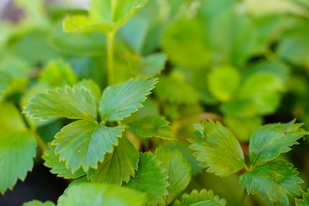 green leaves in macro shot