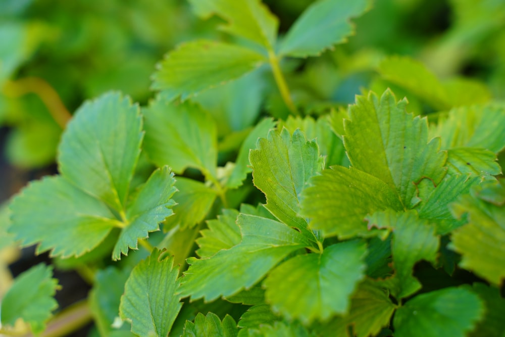 green leaves in macro lens