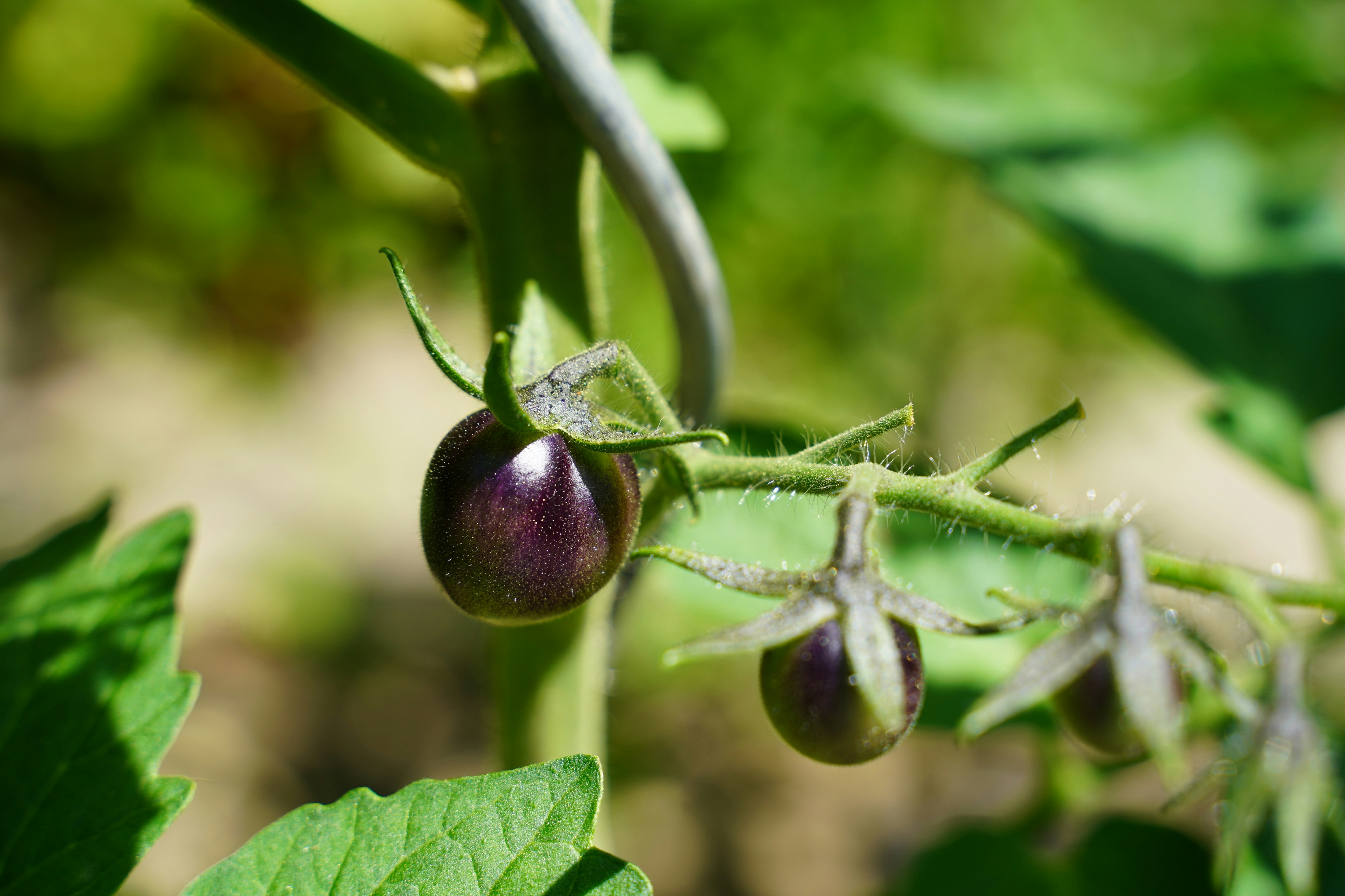 purple flower bud in close up photography