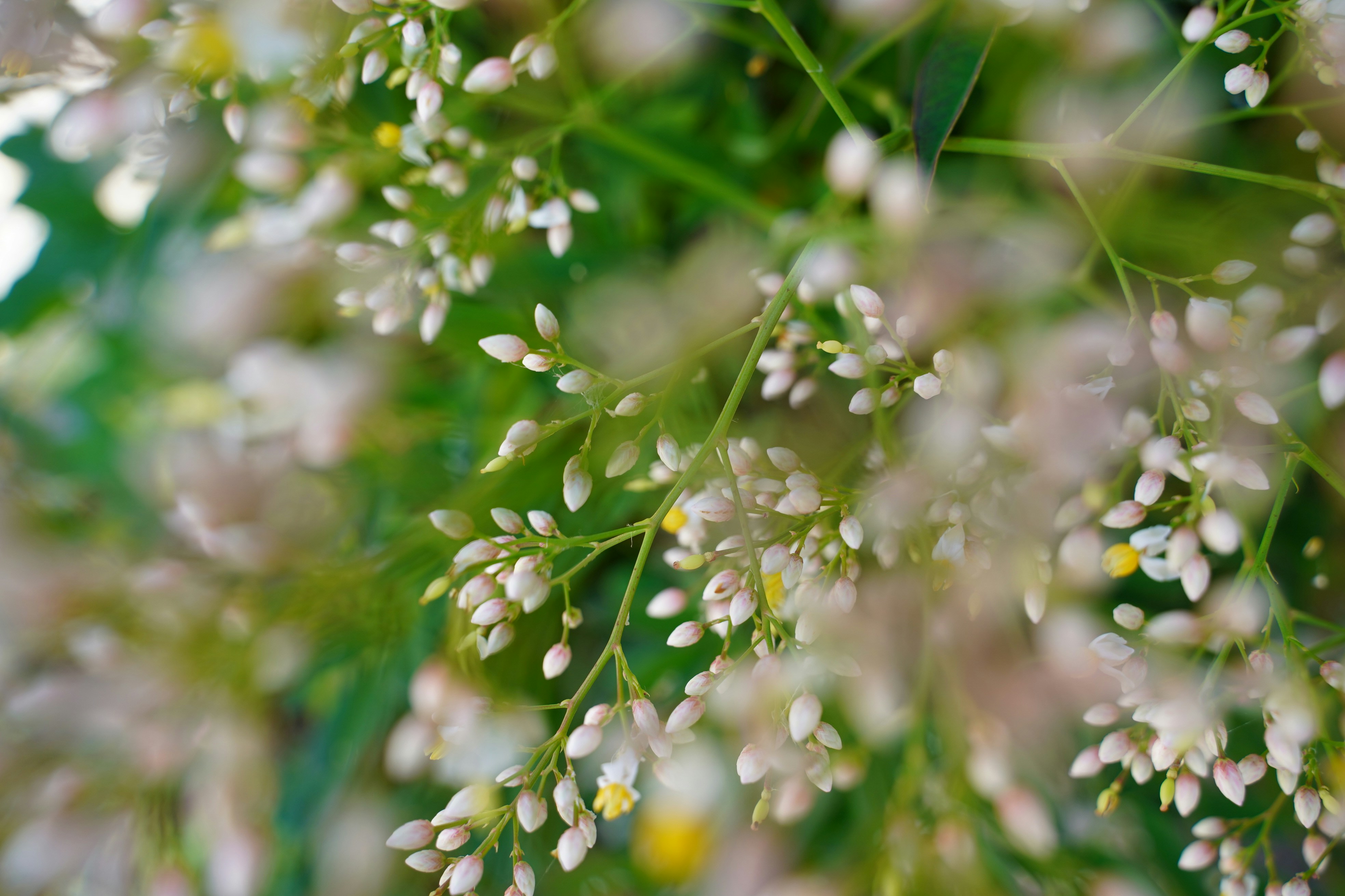 Photo by sebbistrauch