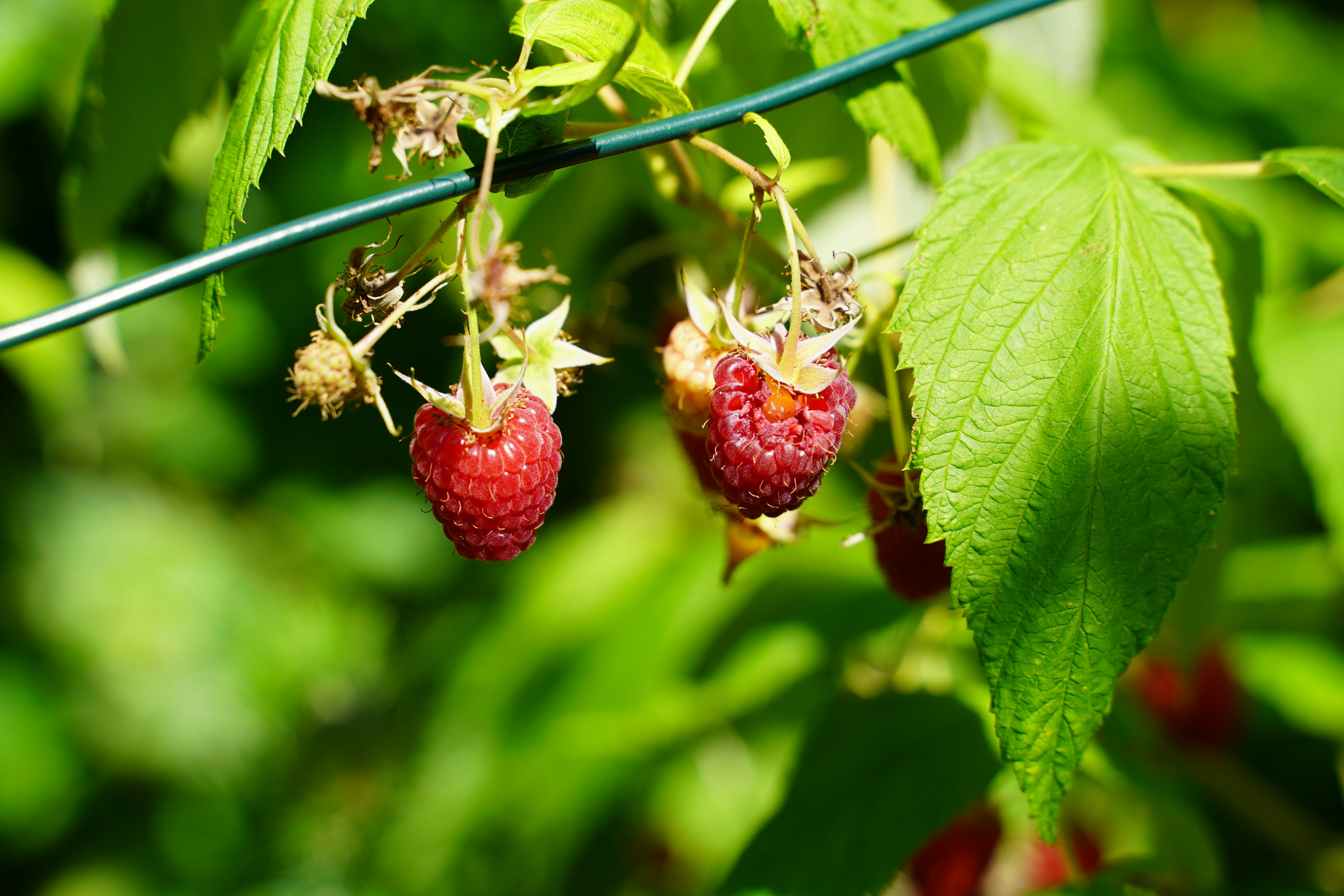 Photo by sebbistrauch