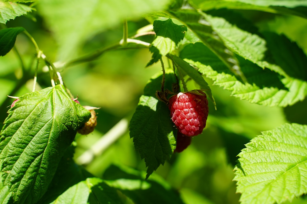 red fruit on green leaf