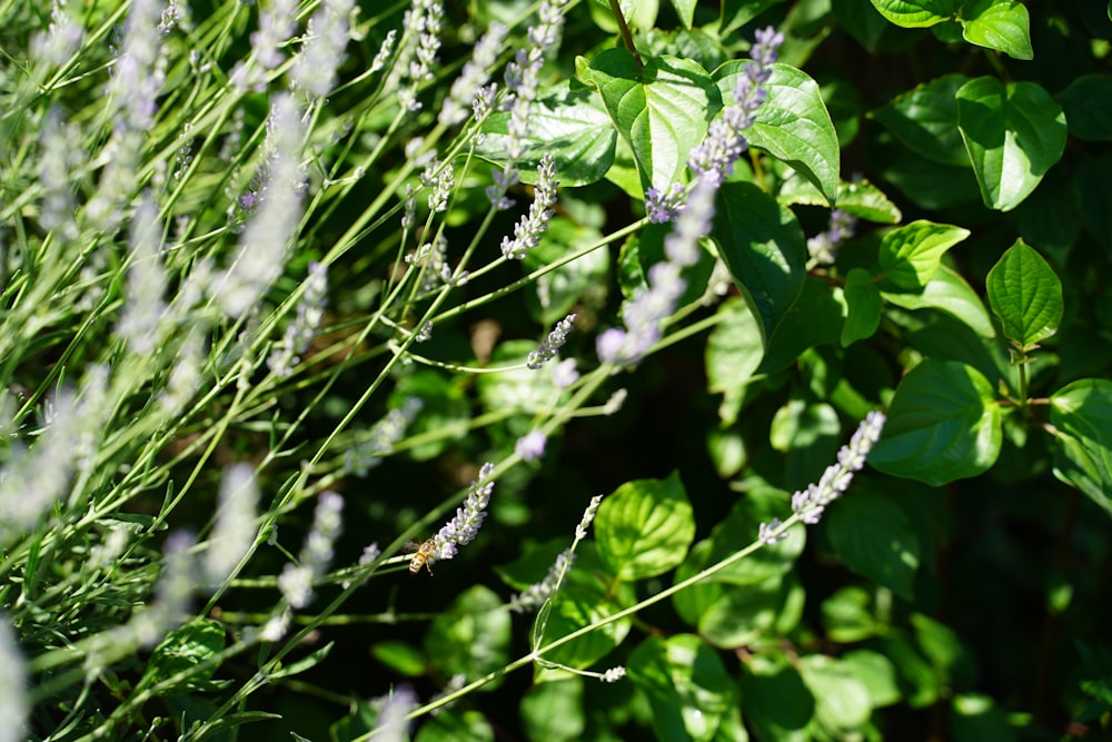 green leaves on brown wooden branch