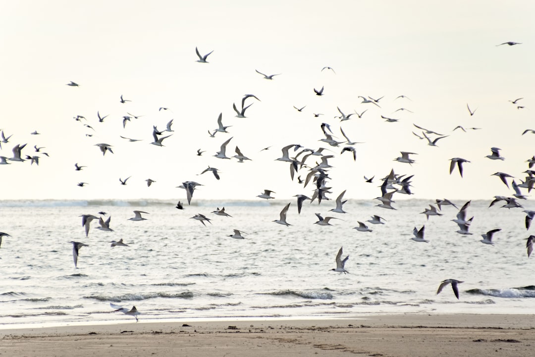 flock of birds flying over the sea during daytime