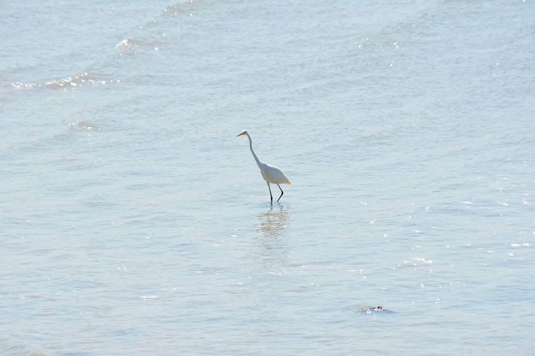 white long beak bird on water during daytime