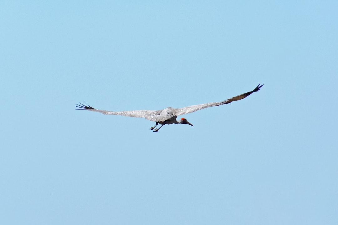 white and black bird flying during daytime