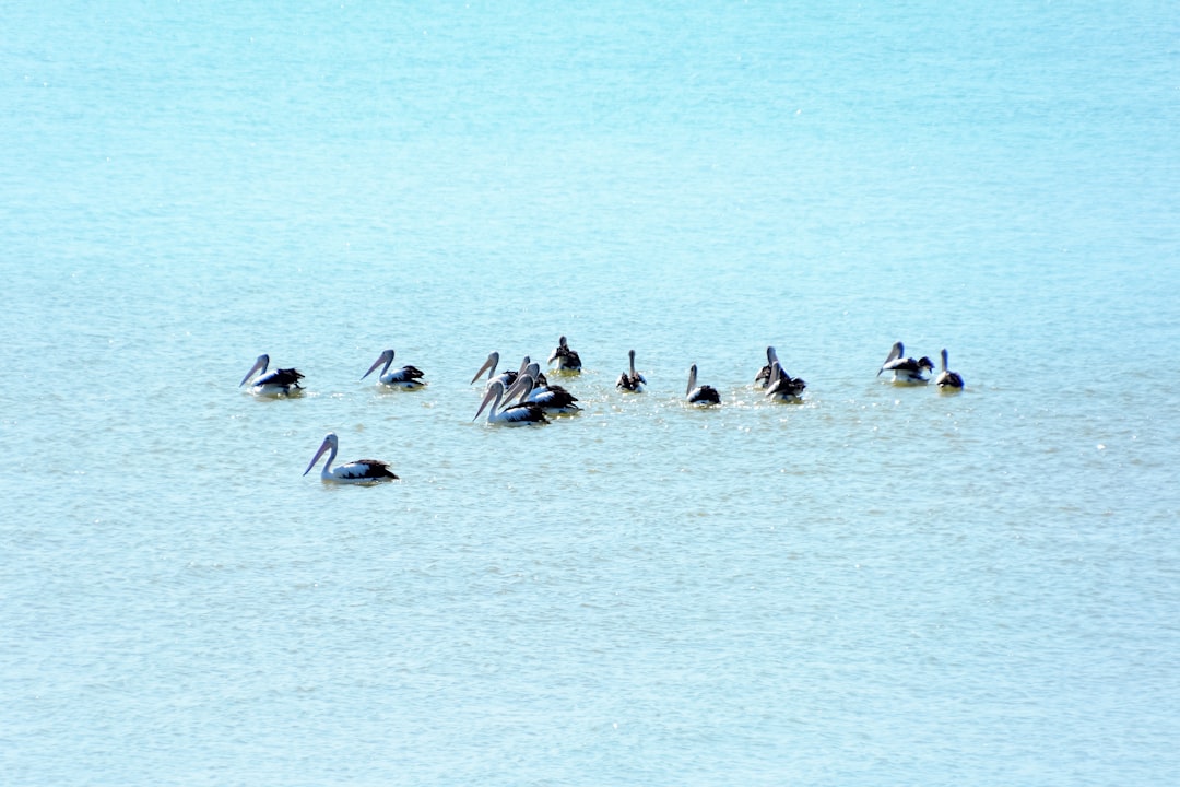 flock of birds on water during daytime