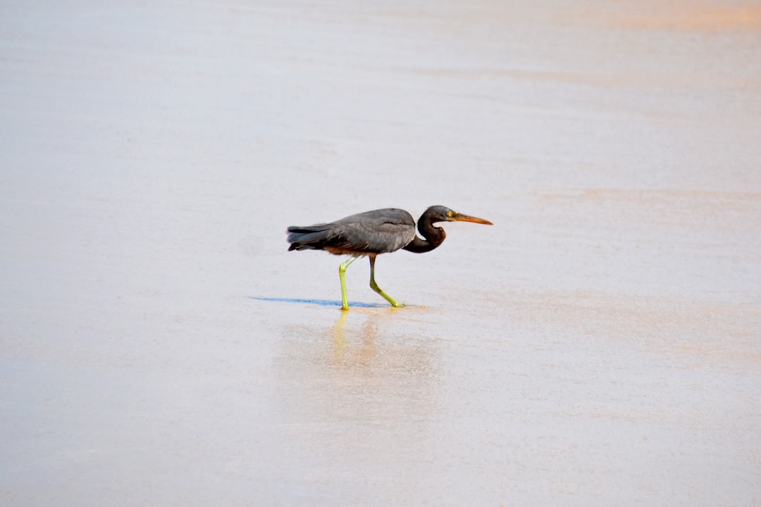 grey heron on water during daytime