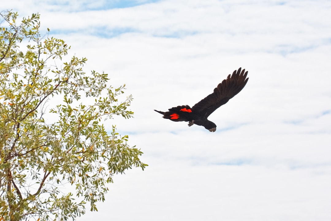 black bird flying under blue sky during daytime