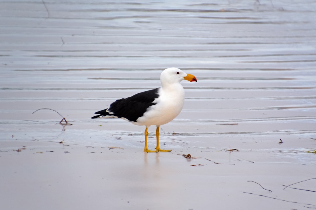 white and black bird on water during daytime