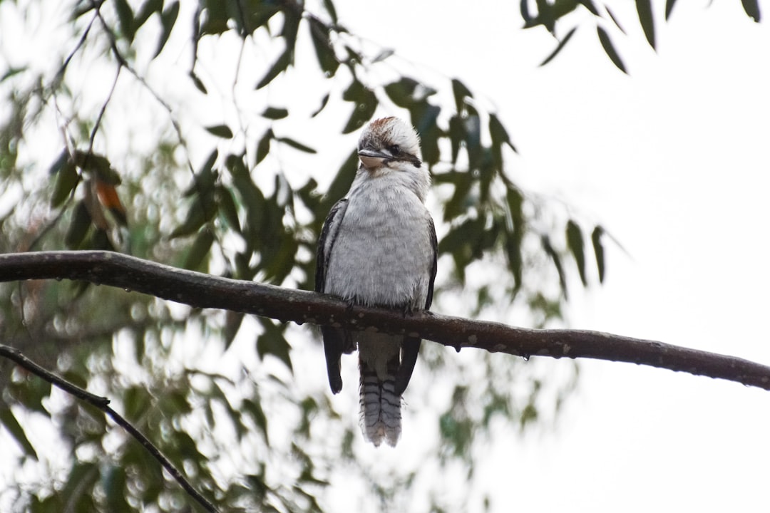 blue and white bird on tree branch