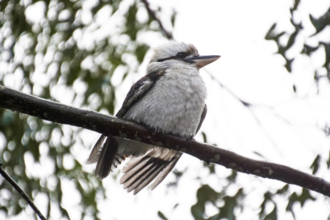 gray and white bird on tree branch during daytime