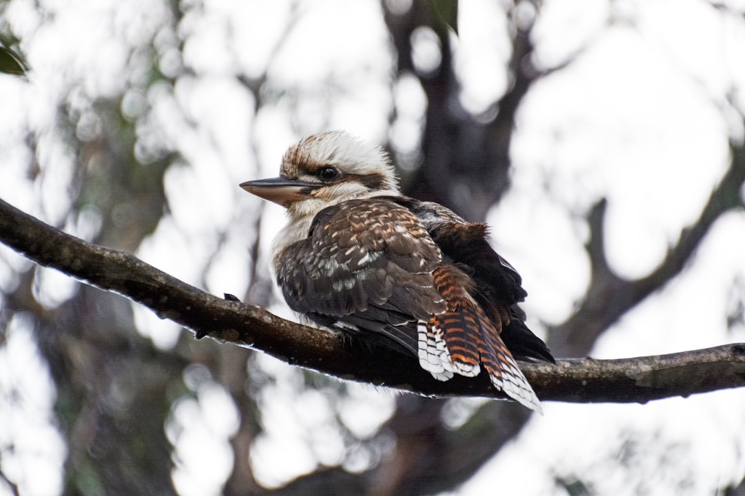 brown and white bird on tree branch during daytime