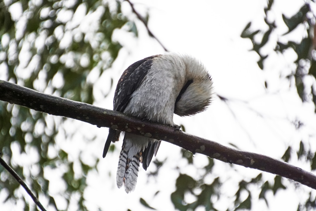 white and black bird on tree branch during daytime