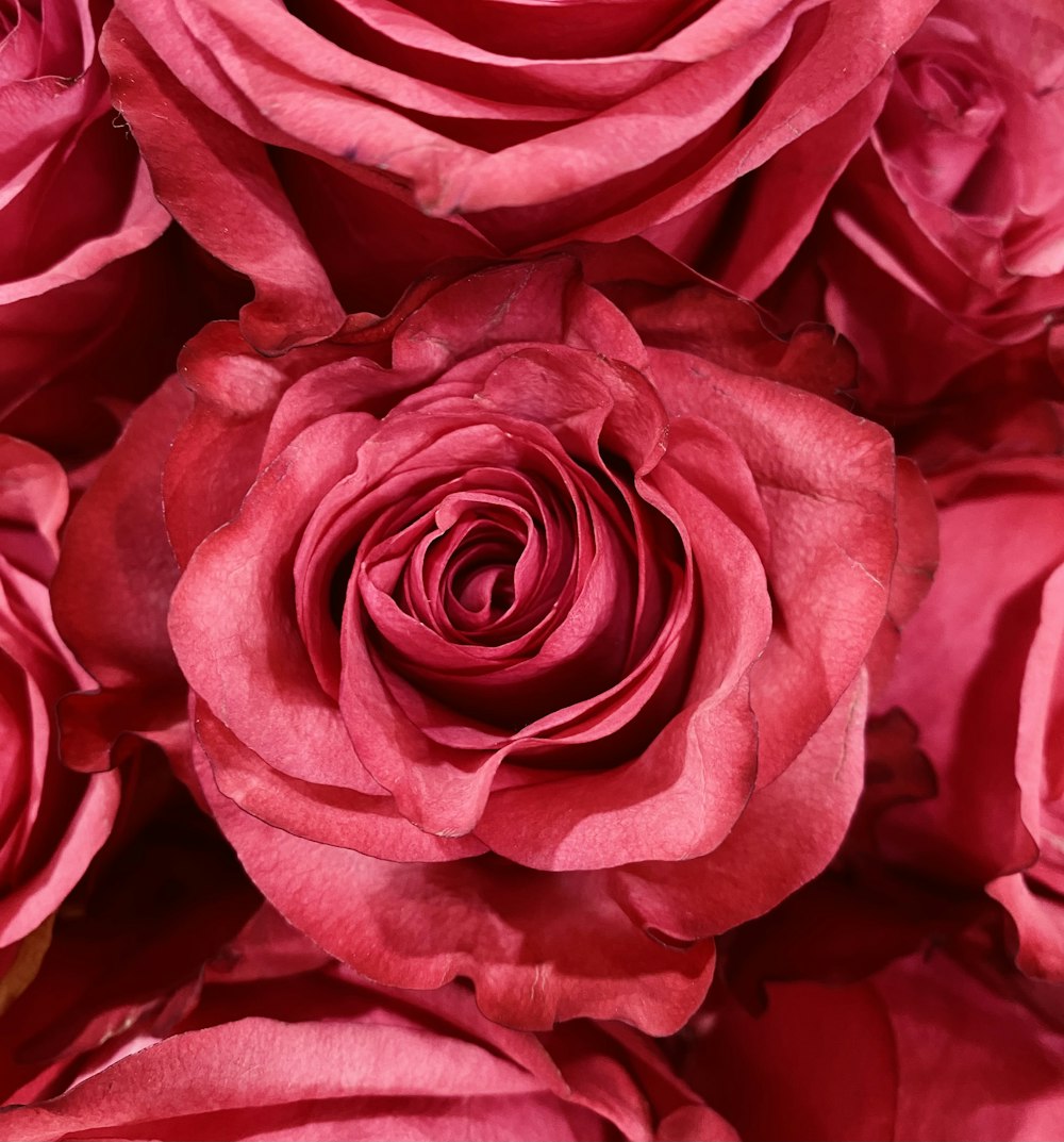 咲くピンクのバラのクローズアップ写真