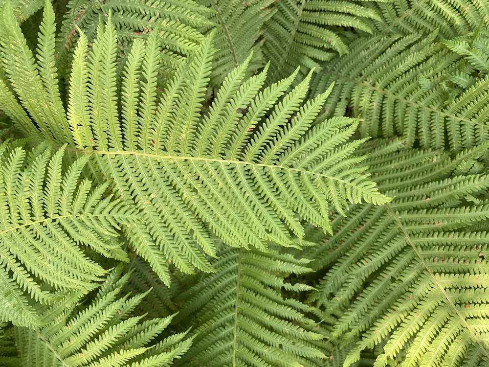 green fern plant during daytime