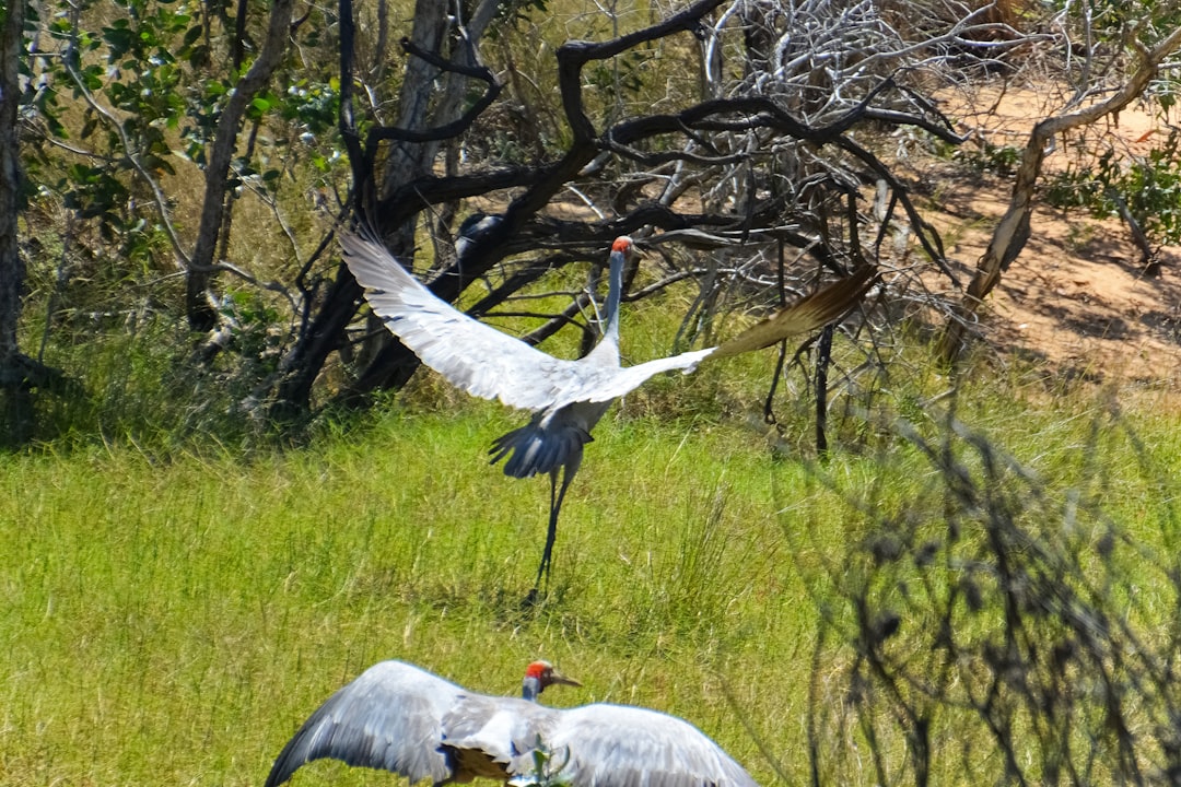 white and black bird on tree branch