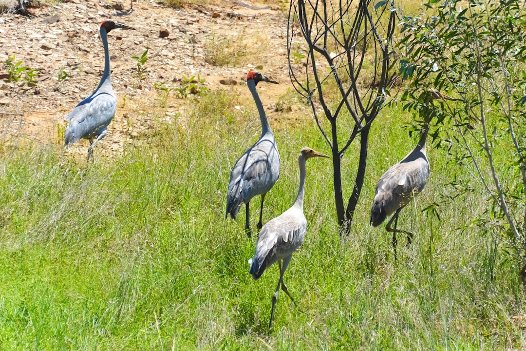 grey crowned crane on green grass field during daytime