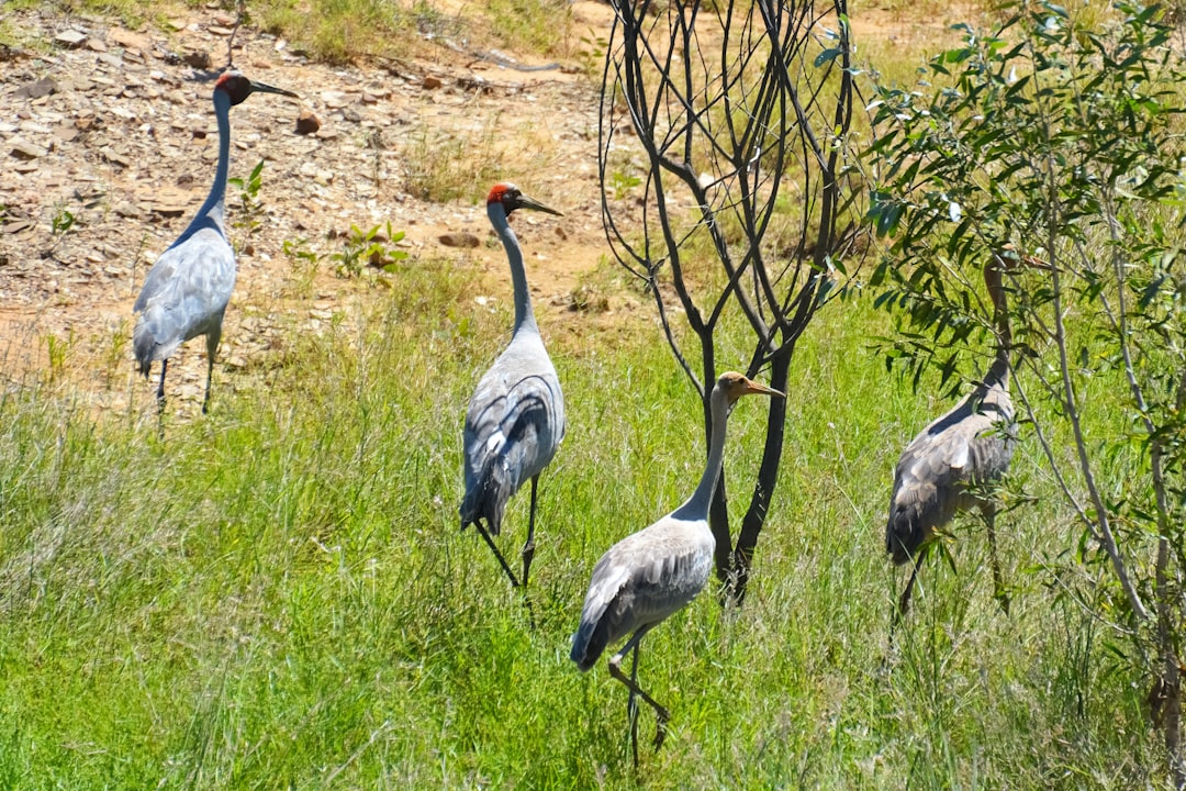 grey crowned crane on green grass field during daytime