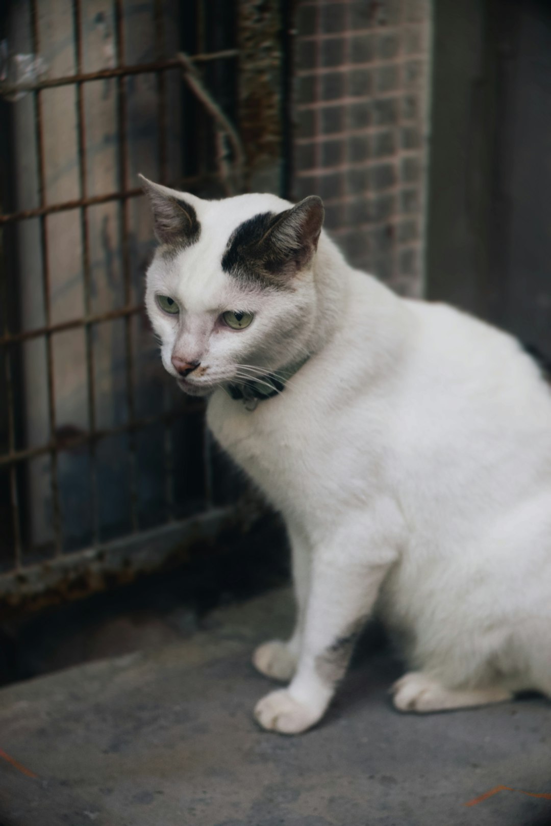 white and brown cat on brown wooden floor