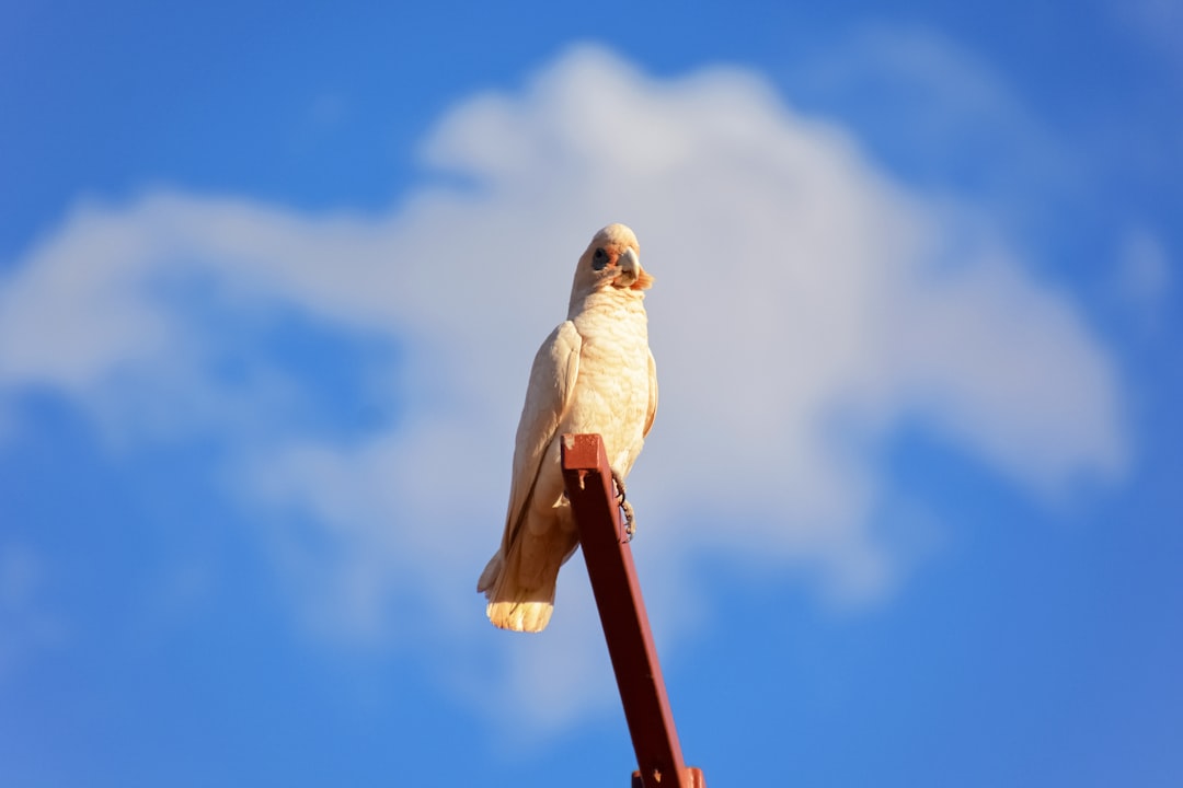 white bird on red metal bar during daytime