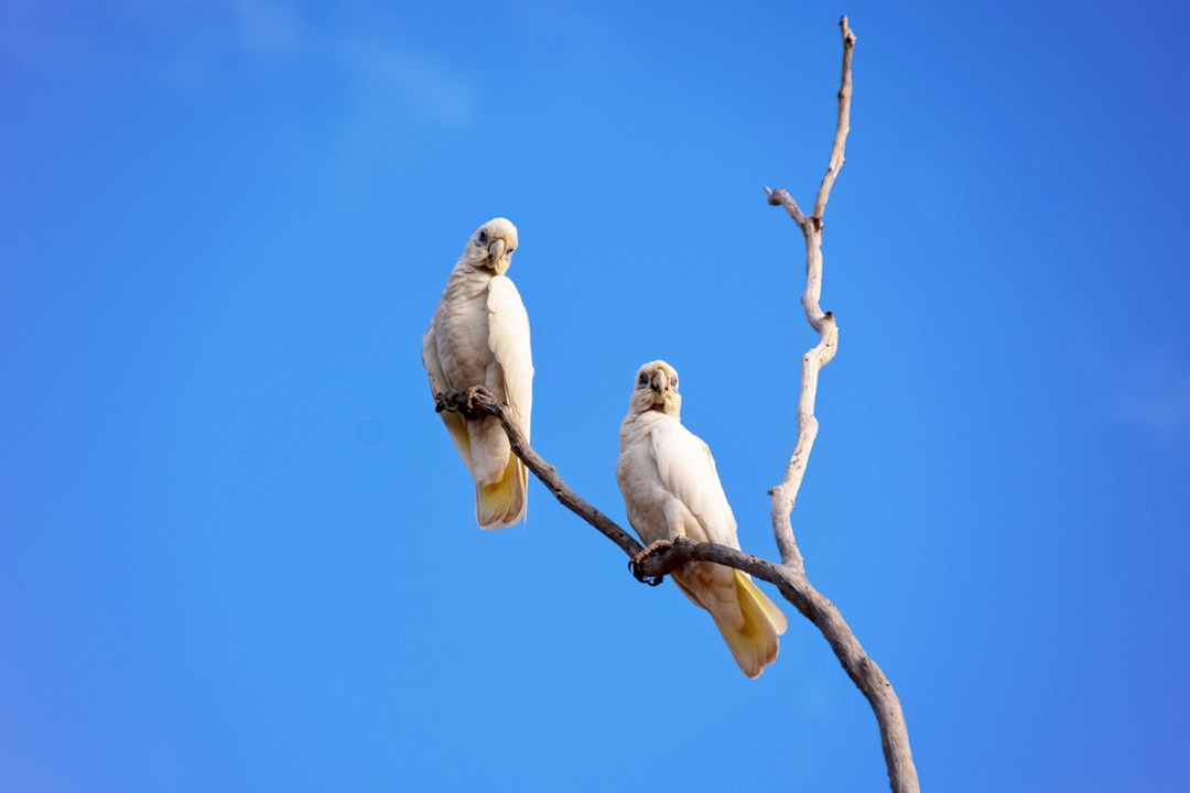 white bird on brown tree branch during daytime