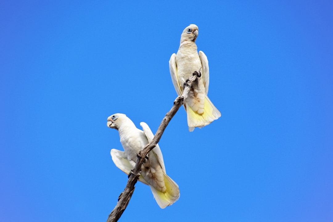 white bird on brown tree branch during daytime