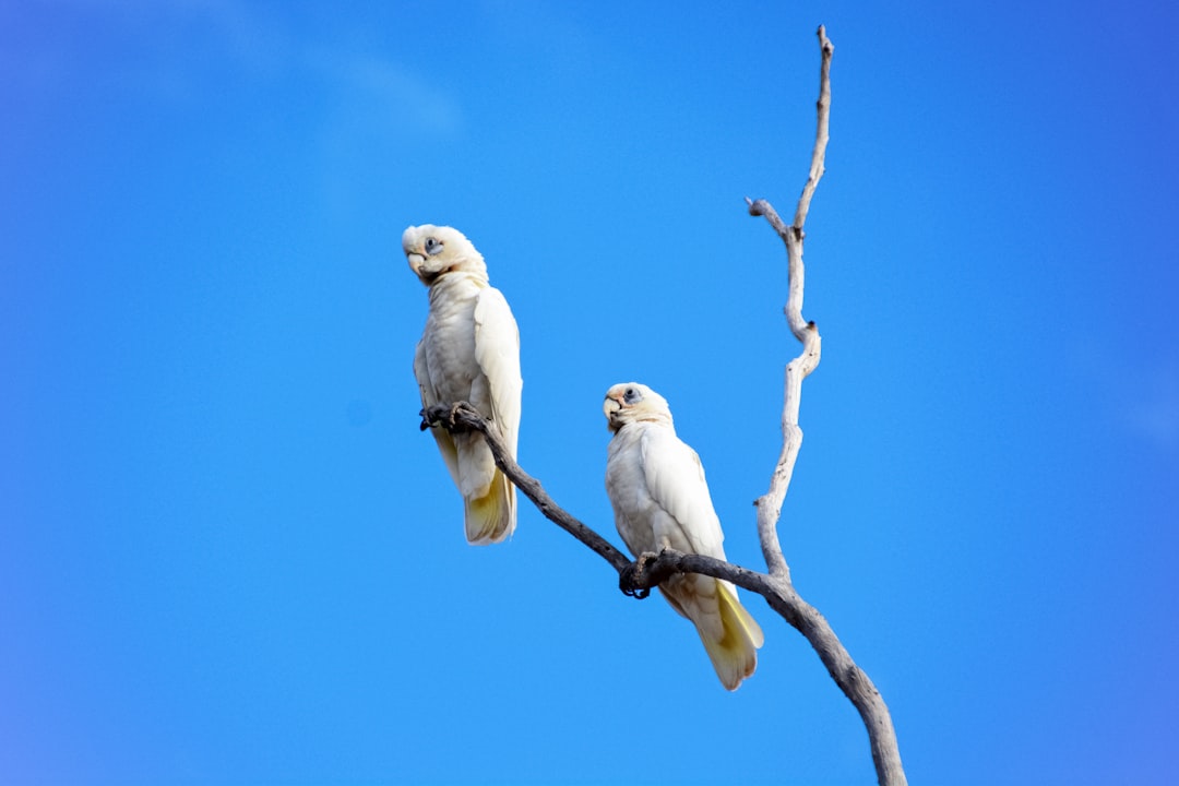 white bird on brown tree branch during daytime