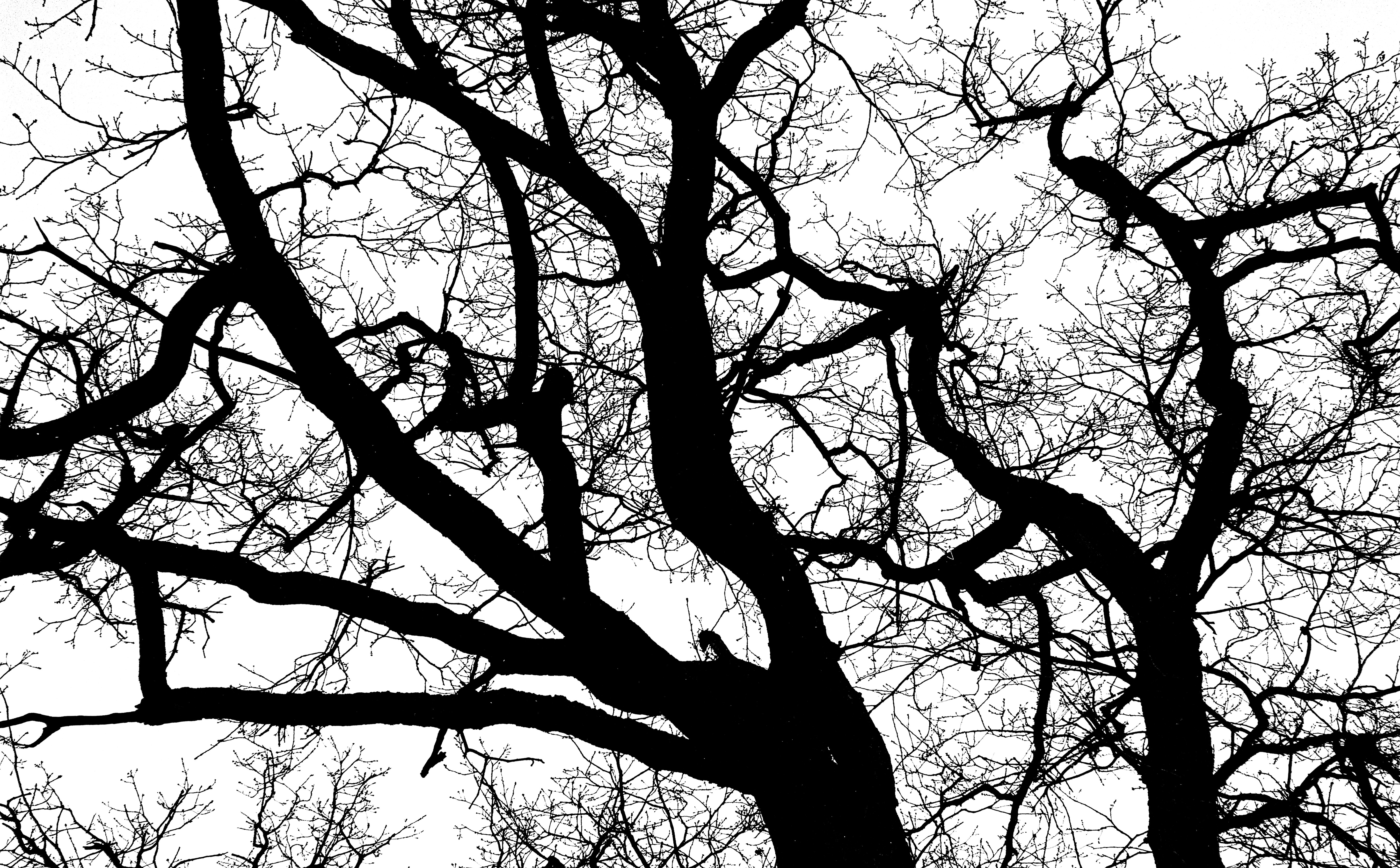 Photo by wilhelmgunkel