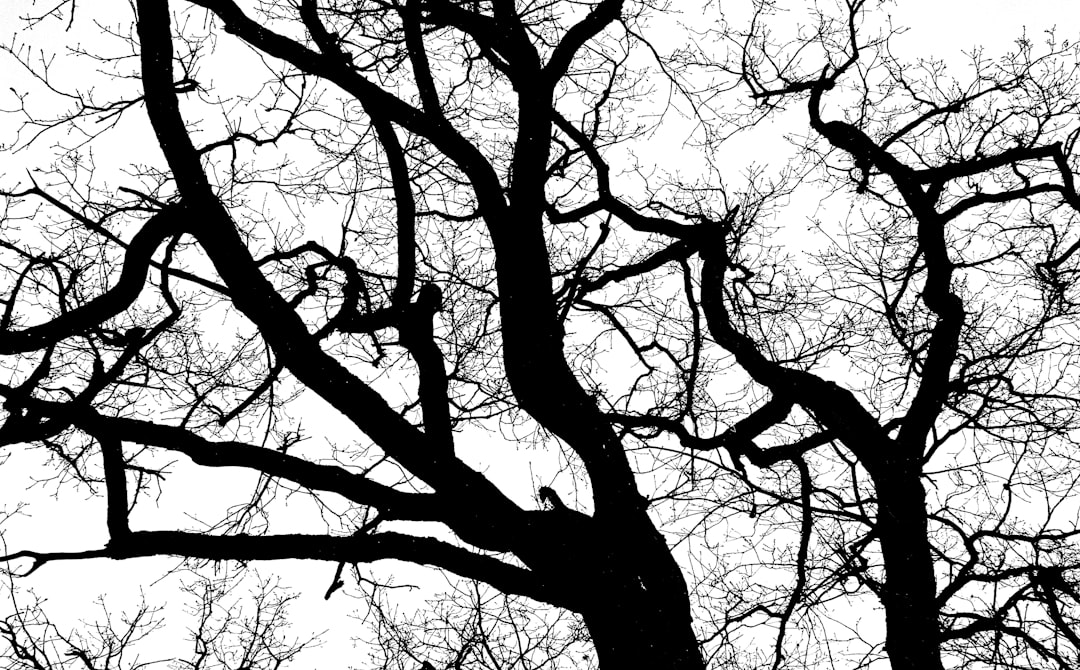 low angle photography of leafless tree