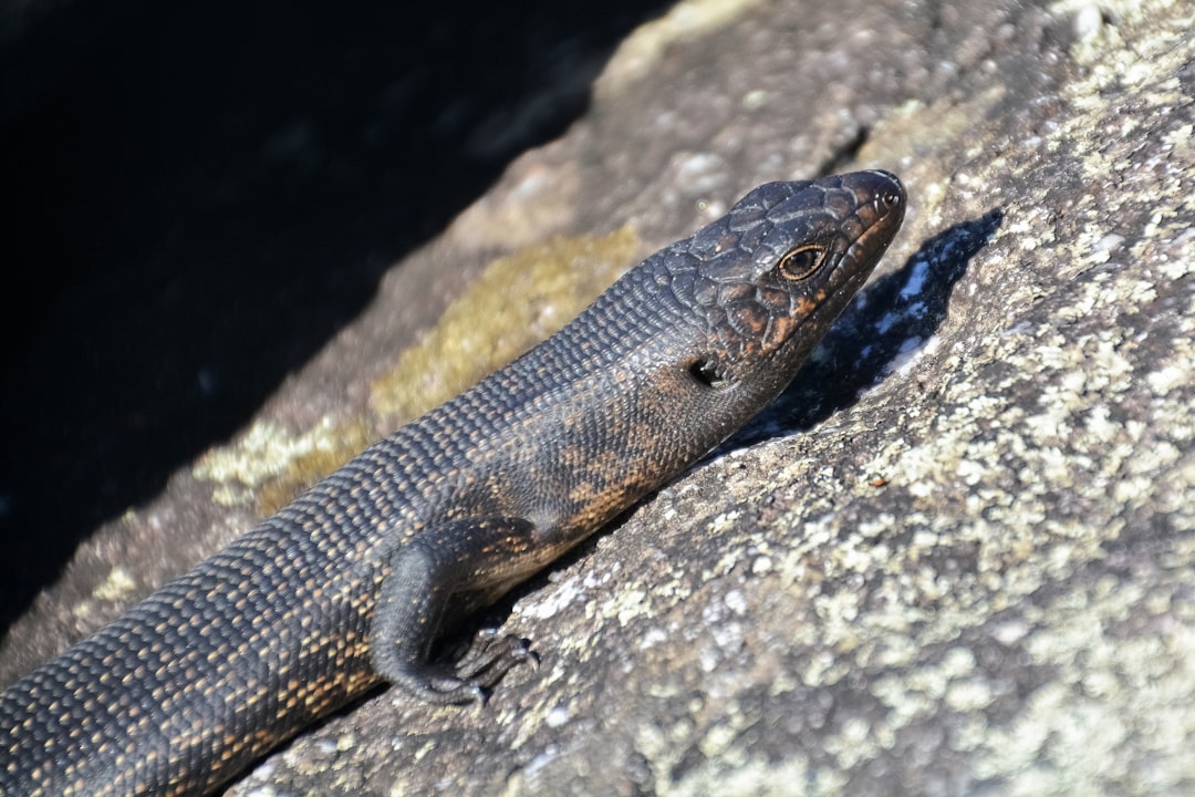 brown lizard on gray rock