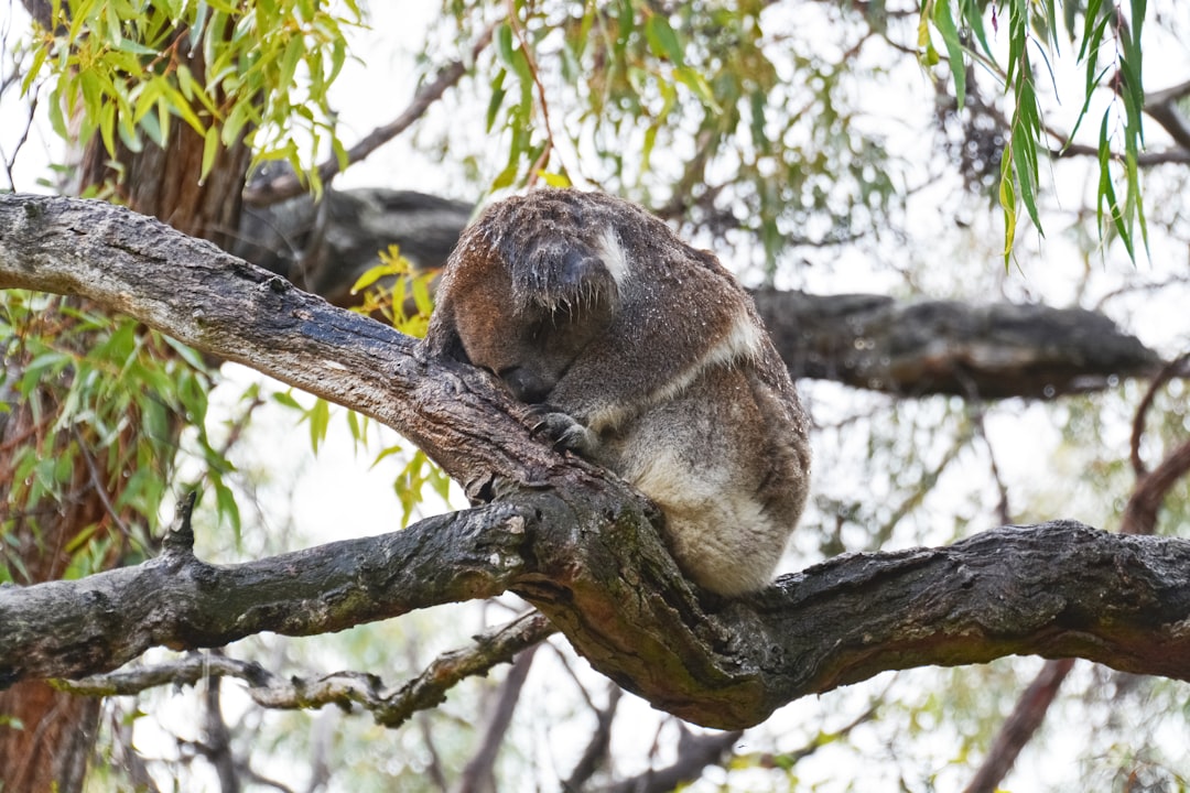 koala on tree during daytime