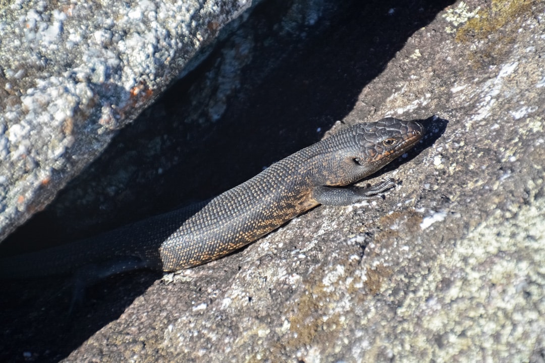 gray lizard on gray rock