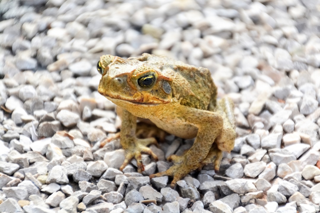 brown frog on gray and white pebbles