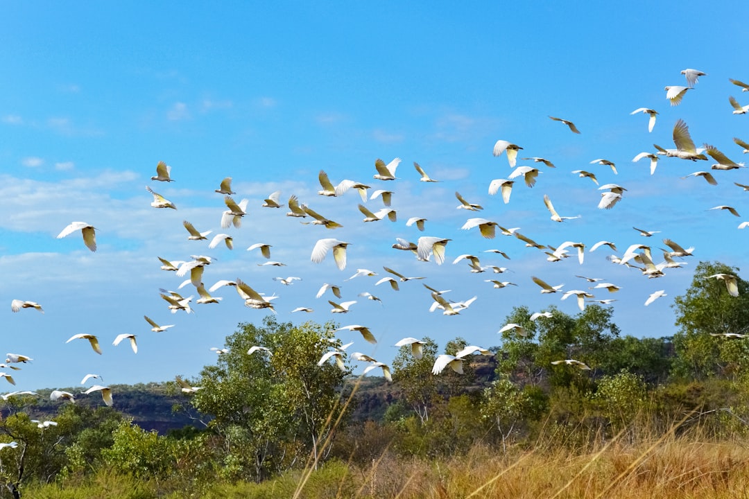 flock of white birds flying over green grass field during daytime