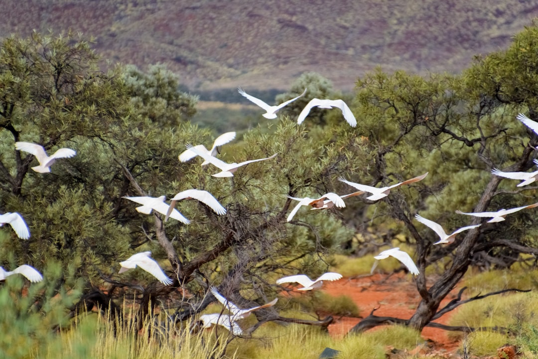 white birds flying over green trees during daytime