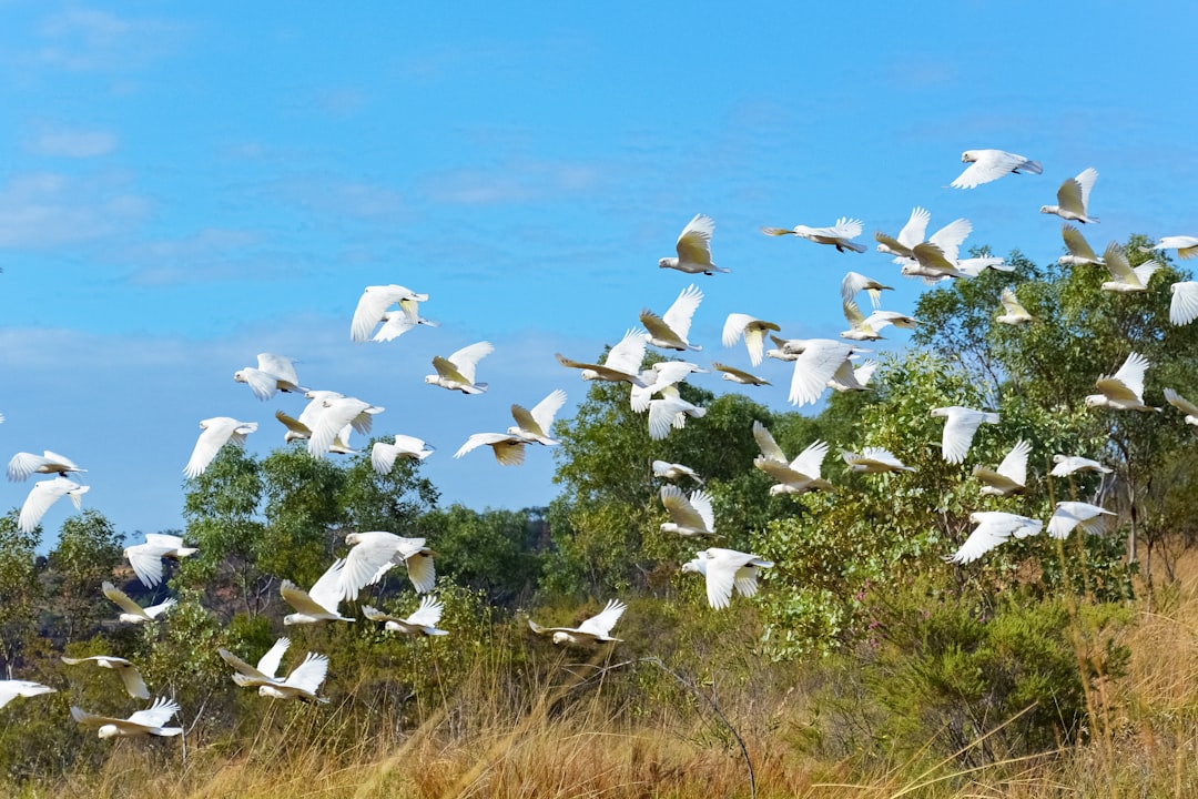 white birds on green grass during daytime